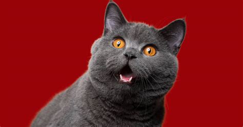 'Starbucks' Employees Delighted Over How Much Cat Loves His 'Pup Cup ...