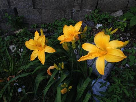 What Is Your Most Fragrant Daylily In The Daylilies Forum