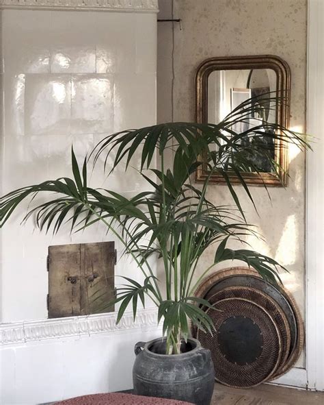 11 Low Maintenance Palm Trees That You Ll Love Garden Tabs Front