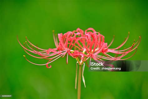 Lycoris Radiata Flowers Blooming Stock Photo Download Image Now