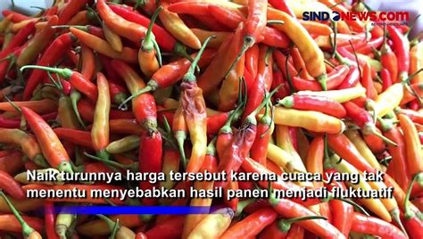 Dampak Kemarau Harga Sayuran Dan Cabai Melambung Dan Kualitas Menurun