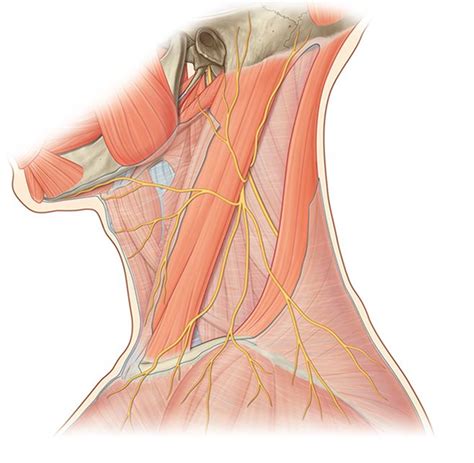 Daa Nerve Labeling Diagram Quizlet