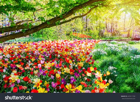 Spring Landscape Multicolor Tulips Nature Background Stock Photo