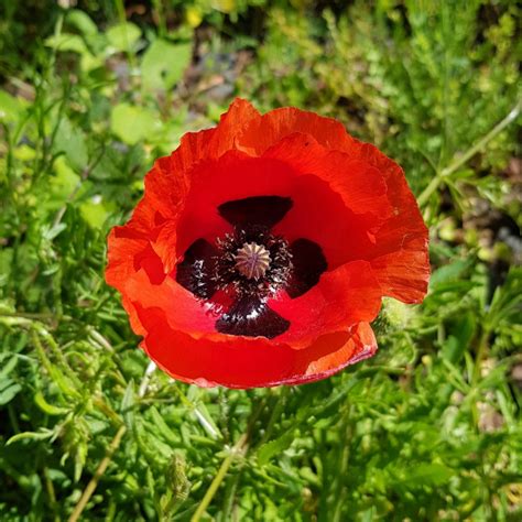 Graines De Coquelicot Semences De Papaver Rhoeas