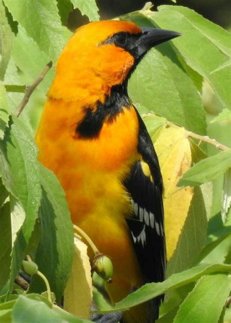 Visita Y Disfruta Parque Eco Arqueol Gico Los Naranjos