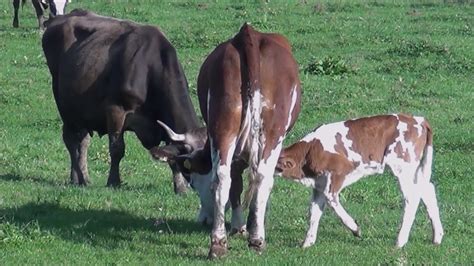 Teliček sesa pri kravi Bos taurus Linnaeus 1758 YouTube