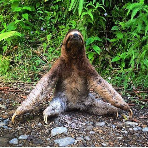 Slow Down Sloth Yoga Sukhasana In Manuel Antonio Paddle9