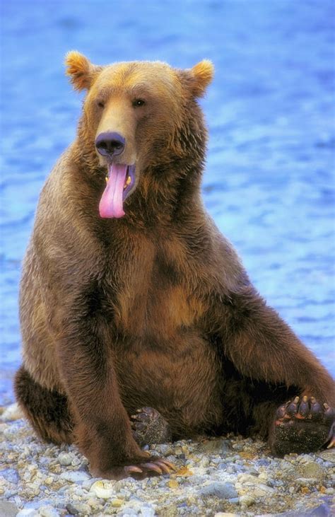 Yawning Grizzly Bear Sitting By Waters Photograph by Thomas Kitchin & Victoria Hurst