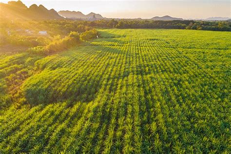 Live Especialistas Sobre Manejo De Plantas Daninhas Na Cana