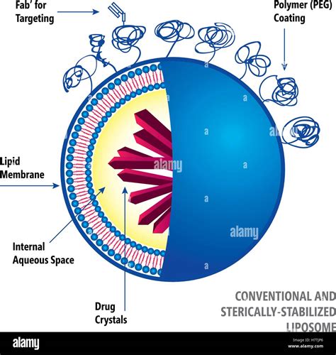 Liposome Drug Delivery System