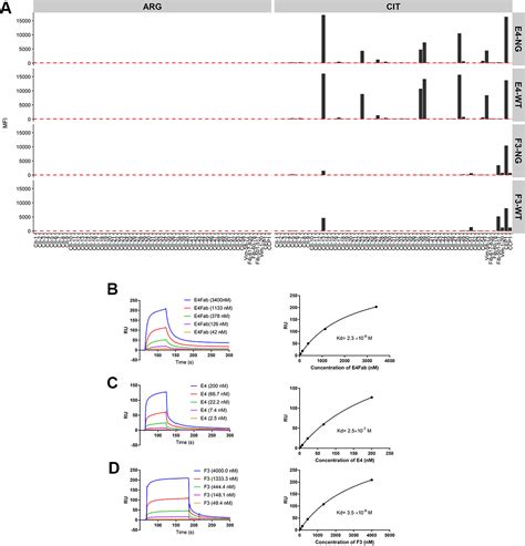 Structural Basis Of Cross‐reactivity Of Anticitrullinated Protein