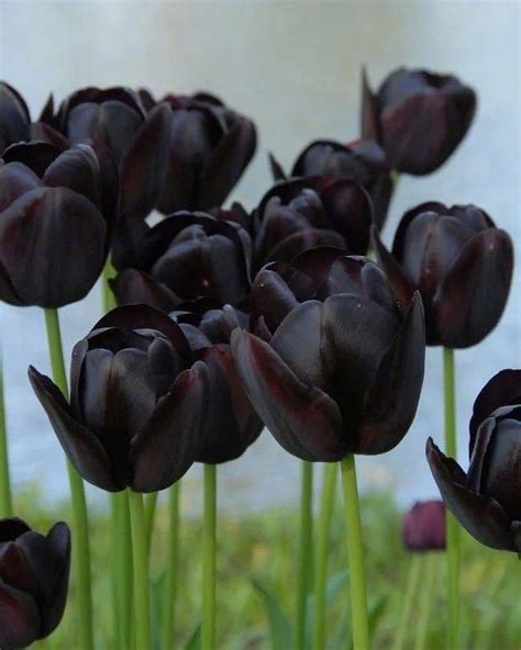 Tulip Queen Of The Night