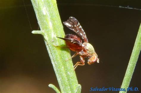 Diptera Tephritidae Aciurina Mexicana Fruit Flies Male A Urban