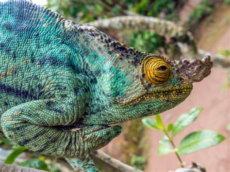 8 Interesting Reptiles And Amphibians Of Madagascar Reptiles Magazine