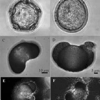 Observations with an inverted microscope (magnification 363) of (A ...