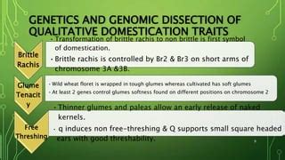 Domestication Evolution Genetics And Genomics Of Wheat PPT