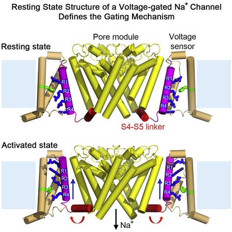 Resting State Structure And Gating Mechanism Of A Voltage Gated Sodium