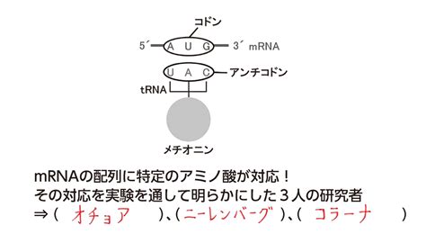 【高校生物】「コドン→アミノ酸」 映像授業のtry It トライイット