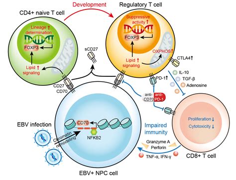 Nasopharyngeal Carcinoma Cells Promote Regulatory T Cell Development