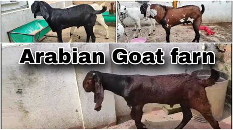 Nagpur K Biggest Punjabi Bakre At Arabian Goat Farm Goat Bakra