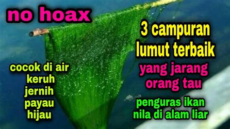 Tips Campuran Lumut Untuk Mancing Ikan Nila Paling Jitu Se Asia