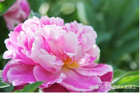 【成分大揭秘】中国成分芍药根提取物 知乎