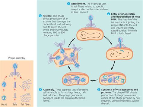 Diagrams The Genetics Of Viruses And Bacteria