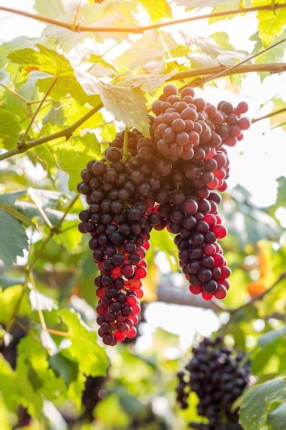 Premium Photo | Vine grapes at harvest