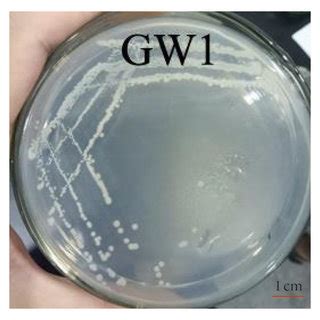 Morphological Characteristics Of The Gw Strain A Colonies Of The