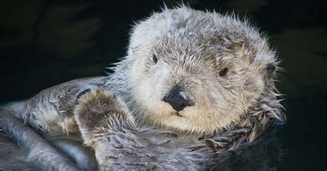 A Parasite Is Killing Sea Otters Is Cat Poop To Blame Wired