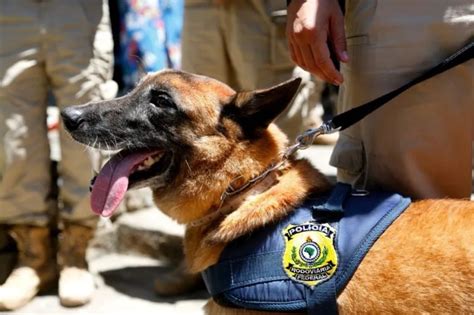 Cão farejador K9 Apolo da Polícia Rodoviária Federal morre no RJ