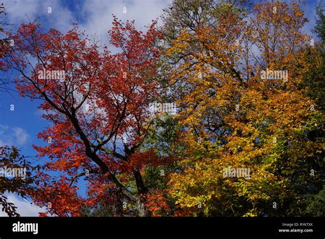 Fall Colours In Muskoka Stock Photo Alamy