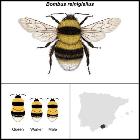 Gu A De Abejas