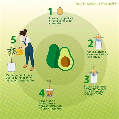 C Mo Saber Cu Ndo Un Rbol De Aguacate Va A Dar Fruto Microscopio Pro