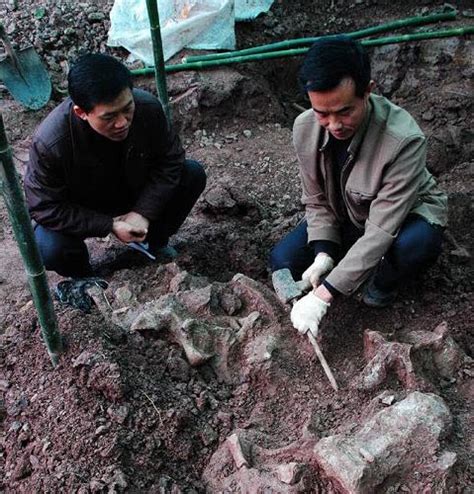 Paleontolog A Noticiosa Descubren En China F Siles De Dinosaurios De