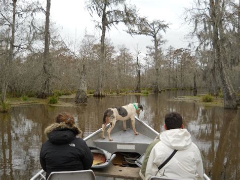 Louisiana Swamp Tours: Louisiana Swamp Tours?