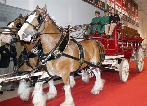 Clydesdales Photos Clydesdale Horses Clydesdale Western Pleasure Horses