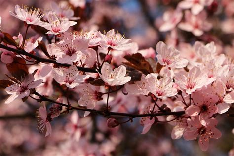 Sakura Kwiaty Wi Ni R Owe Darmowe Zdj Cie Na Pixabay Pixabay