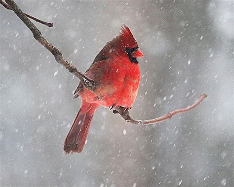 Cardinal In The Snow Photograph By Tom Strutz Fine Art America