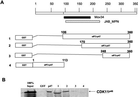 The kinase domain of CDK11 p110 (CDK11 p46 ) interacts with the ... 