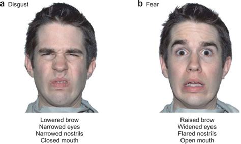 Fearful Versus Disgusted Expressions Note How The Various Parts Of The