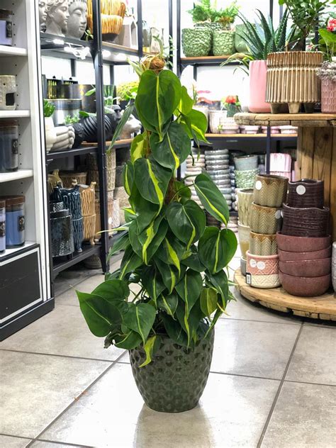 Philodendron Scandens Brasil pnącze filodendron palik 70 cm 17cm R