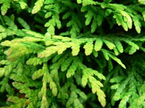 11 Plants That Grow Under Cedar Trees Fallsgarden