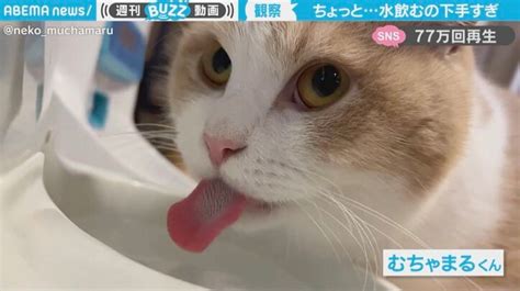 水を飲むのが下手すぎる猫が話題 「顔面突っ込んだ方が早い」「4打数無安打」とツッコミ殺到 話題 Abema Times アベマタイムズ