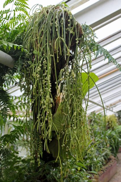 Rhipsalis Baccifera Ssp Horrida BG Berlin Rhipsalis Bacc Flickr