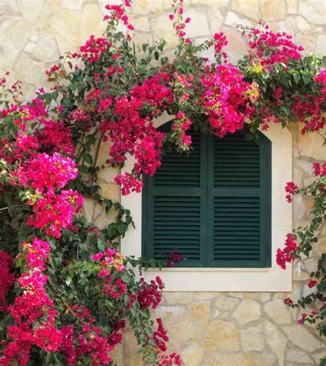 Cómo podar la buganvilla para potenciar su floración