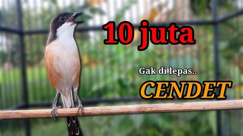 Pancingan Cendet Viral 10jt Gacor Paling Dicari Sangat Ampuh Dan