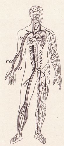 El Cuerpo Flashcards Quizlet