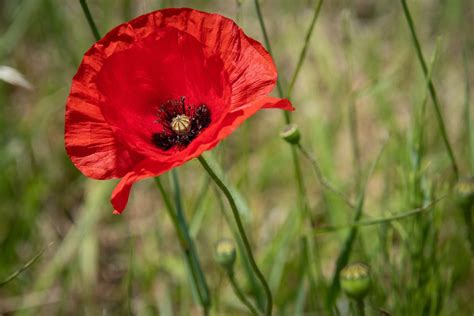 Coquelicot Fleur Gros Plan Photo Gratuite Sur Pixabay Pixabay