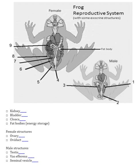 Solved Female Frog Reproductive System With Some Exocrine